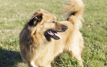 Basque Shepherd Dog