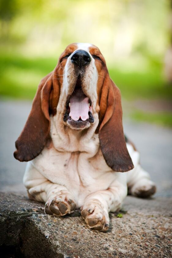 basset hound