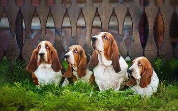 Basset Hound