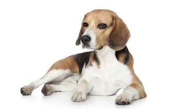 Beagle