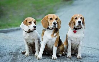 Beagles Rescued From a Lab Get a Second Chance at Life in Canada