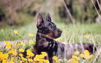 Beauceron