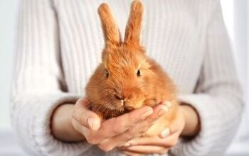 Beginner’s Guide to Properly Handling Rabbits