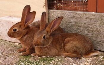 Belgian Hare