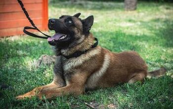 Belgian Malinois Abandoned by the Russians Switches Sides