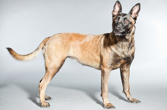 belgian malinois