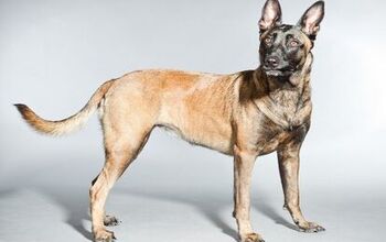 Belgian Malinois