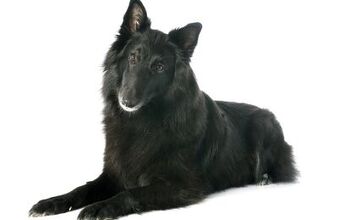 Belgian Sheepdog