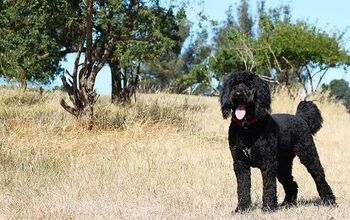 Belgian Shepadoodle