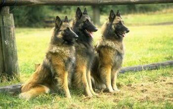 Belgian Tervuren