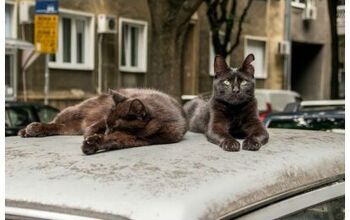 Belgium Mandates Sterilization For All Cats