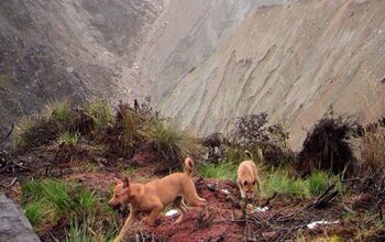 Believed Extinct, Wild Dog Breed Rediscovered in New Guinea Highlands