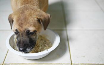 Benefits of Bone Broth for Dogs