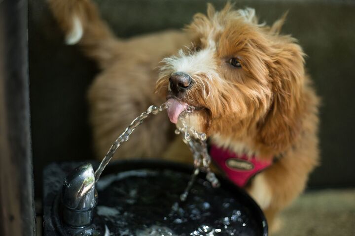 benefits of pet water fountains for dogs, Anamaria Herdz Shutterstock