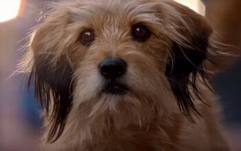 Benji Reboot: Everyone’s Favorite Mutt Is Back In a New Netflix Movi