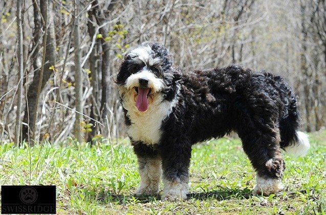 bernedoodle