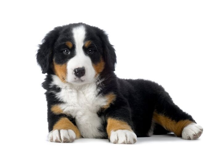 bernese mountain dog