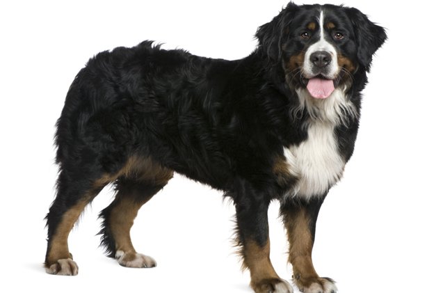 bernese mountain dog