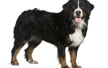 Bernese Mountain Dog