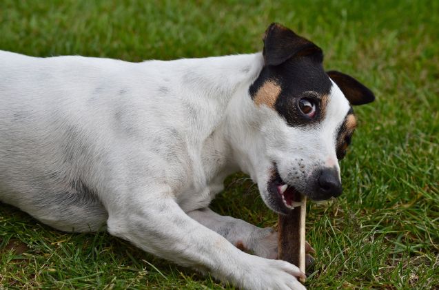 best antlers for dogs, Annabel P pixabay