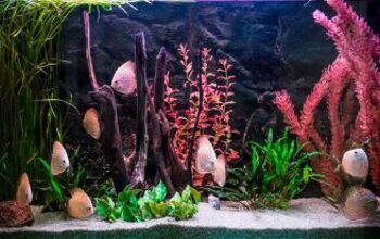 Best Aquarium Filter Media