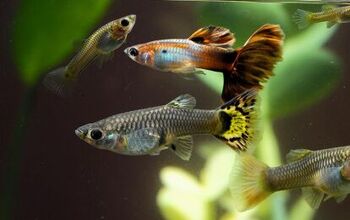 Best Aquarium Supplies for Biological Filtration