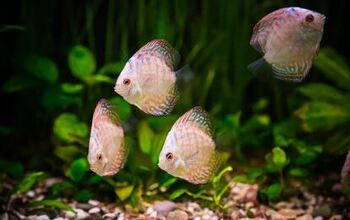 Best Automatic Aquarium Feeders