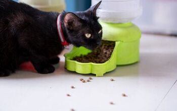 Best Automatic Cat Feeders