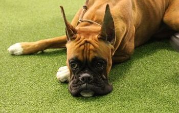 Best Boxer at the 2017 Westminster Dog Show