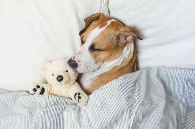 best calming toys, Aleksey Boyko Shutterstock