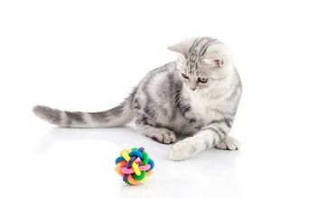 Best Cat Ball Toys