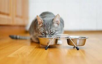 Best Cat Bowls