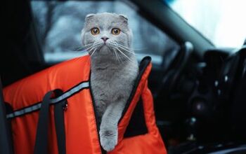 Best Cat Carriers