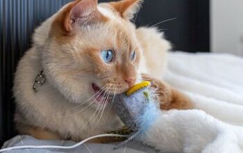 Best Cat Chew Toys