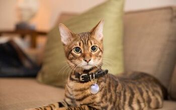 Best Cat Collars