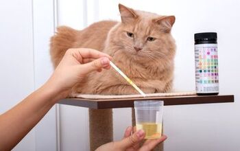 Best Cat Food for Urinary Health