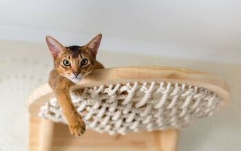 Best Cat Hammocks