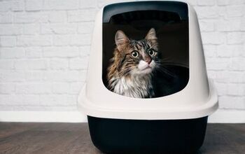 Best Cat Litter Boxes