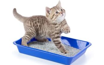 Best Cat Litter