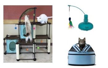 Best Cat Products That’ll Keep Your Kitty Occupied For Hours