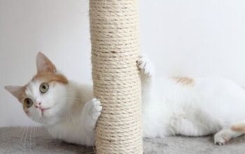 Best Cat Scratching Post