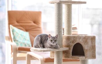 Best Cat Trees