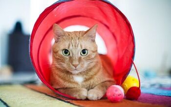 Best Cat Tunnels