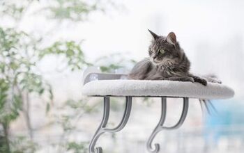 Best Cat Window Perches