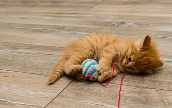 Best Catnip Toys