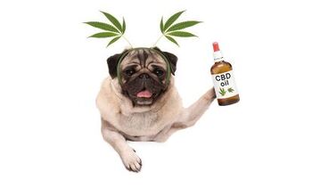 Best CBD Oils For Dogs