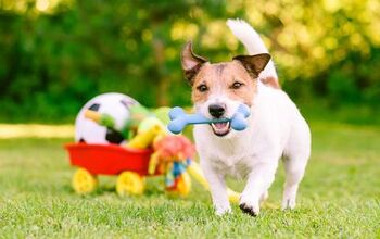 Best Cheap Dog Toys (Under $5)