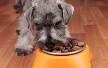 Best Dehydrated Dog Food