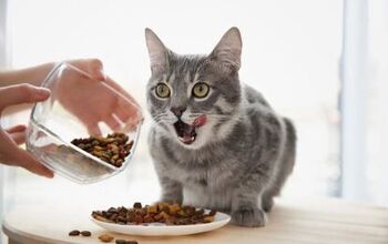 Best Diabetic Cat Food