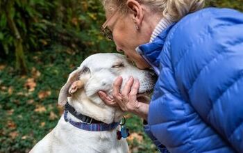 Best Dog Calming Collars